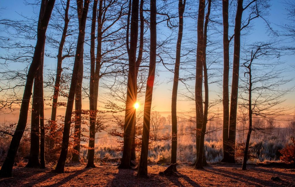 forest, sunset, trees